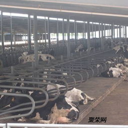 供應(yīng)賓利達(dá)牌優(yōu)質(zhì)的牛臥床 熱銷的牛臥欄廠家批發(fā)